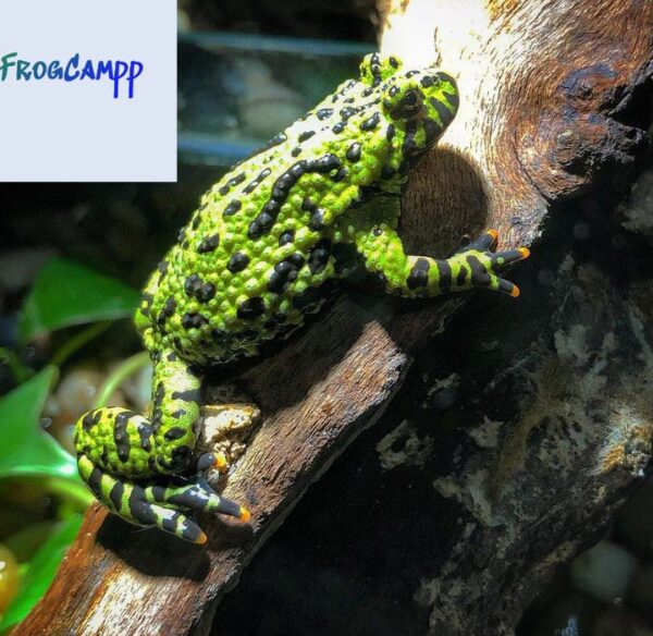 fire belly toad for sale