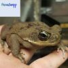 Cane Toad for sale