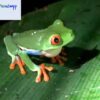 red eyed tree frogs for sale