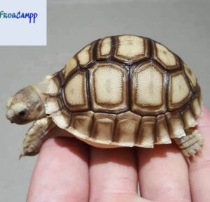 sulcata tortoise for sale near me