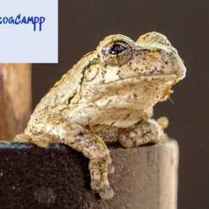 Grey Tree Frogs for sale