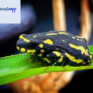 bumblebee toad for sale