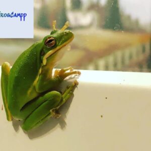 american green tree frog for sale