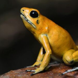 the golden poison dart frog