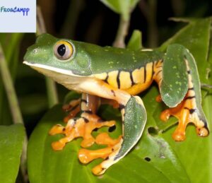 splendid leaf frog for sale