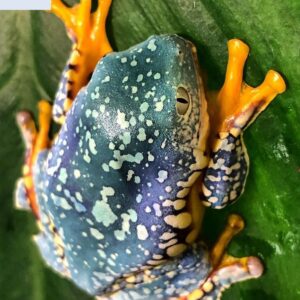 fringed leaf frog for sale
