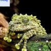 Vietnamese Mossy frogs for sale