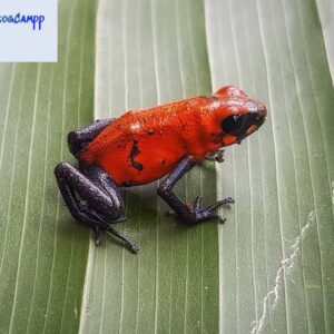 oophaga blue jeans for sale