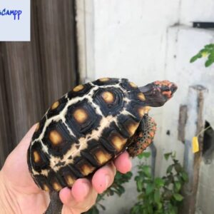Marble cherryhead tortoise
