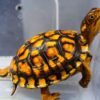 eastern box turtle baby