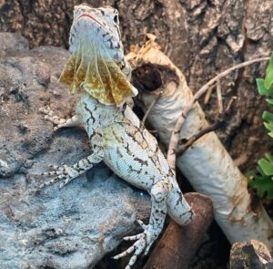 aussie frilled dragon for sale