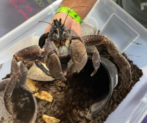 coconut crab for sale