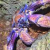 coconut crab for sale